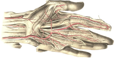 Minivida - Avida Based Simulation - Dissection of a Digital Organism