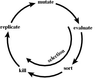 cycle of evolution in ev:
mutate,
selction (evaluate sort kill),
replicate